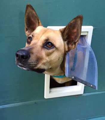 Pet Screen Installation